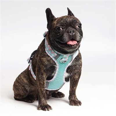 Personalisierter Kabelbaum einstellbar weiche Neopren Nylonhundkabelbaum